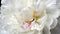 White peony single flower close up Â 